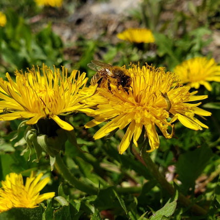 Formation - Des abeilles pour la vie
